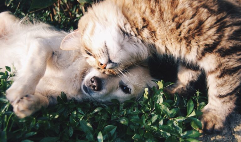 犬と猫が一緒にいる写真。Photo by Krista Mangulsone on Unsplash
